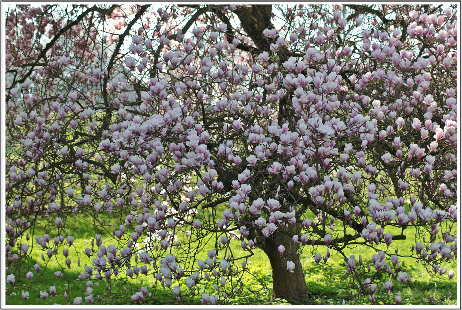 Magnolien , einfach schön