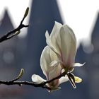 Magnolien erblüht....