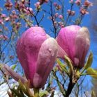 Magnolien