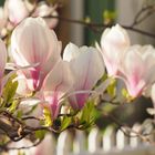 MAGNOLIEN