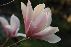 Magnolien