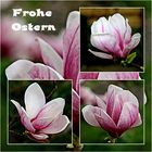 Magnolien-Familie