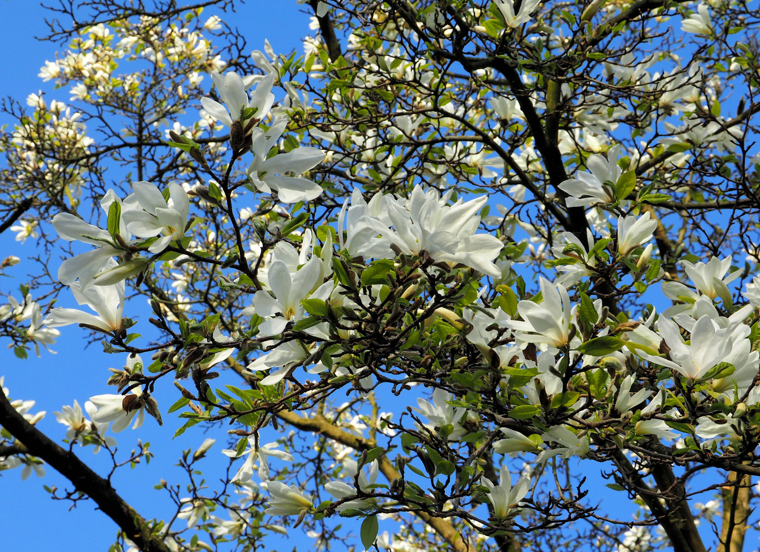 Magnolien fangen schon an abzublühen...