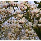 Magnolien