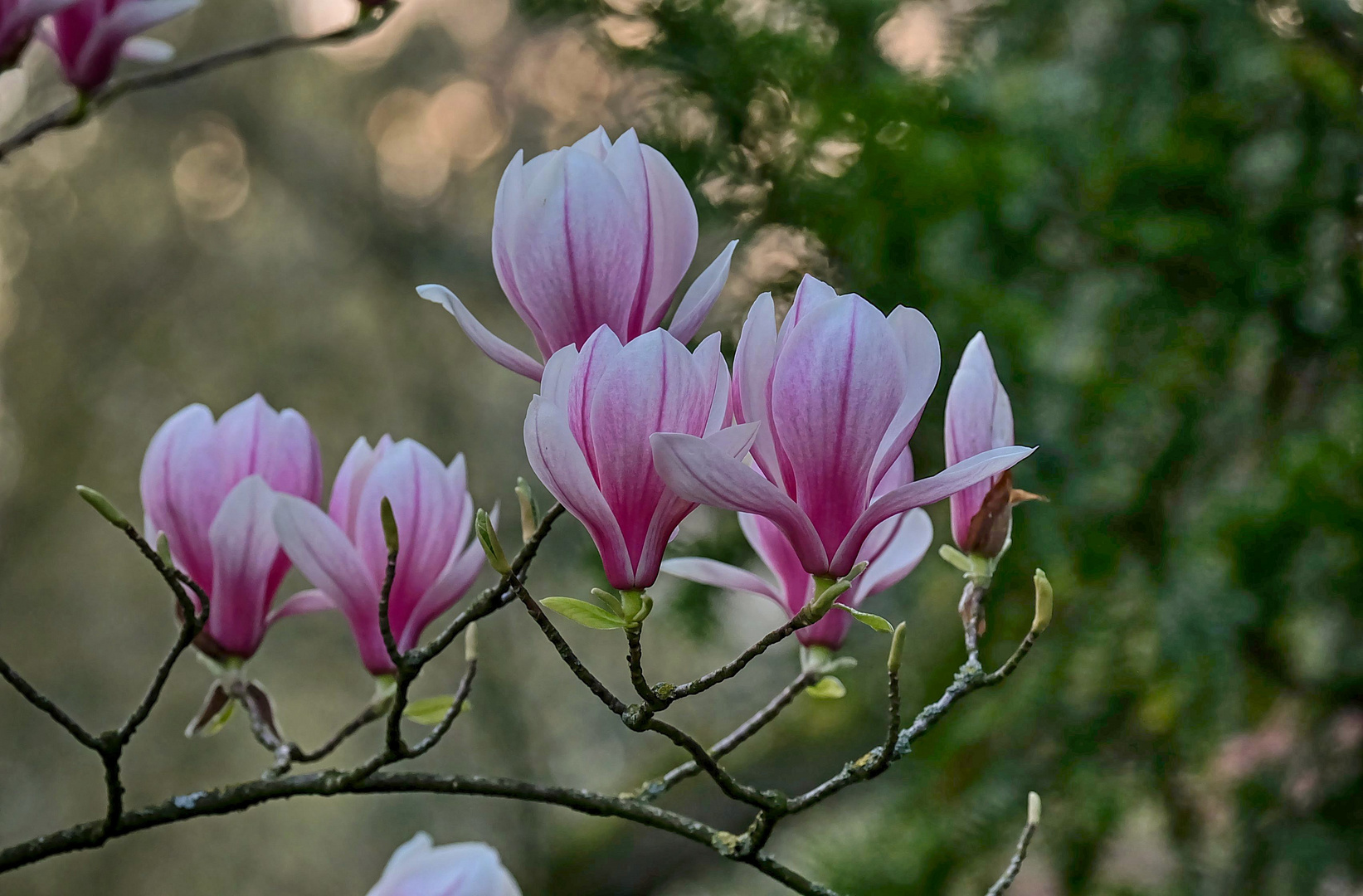 Magnolien