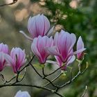 Magnolien