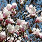 Magnolien