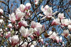 Magnolien