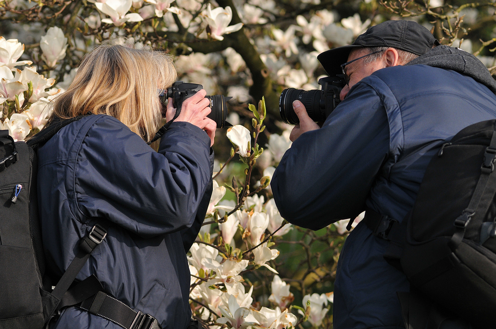 Magnolien - Fotografen