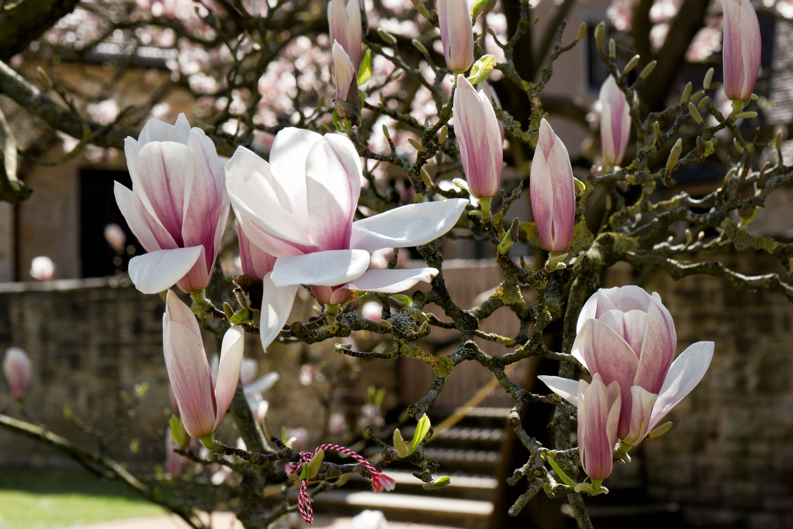 Magnolien - Frohe Ostern