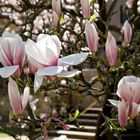 Magnolien - Frohe Ostern