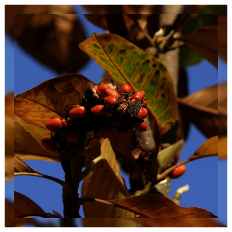 Magnolien-Fruchtstand im Herbst