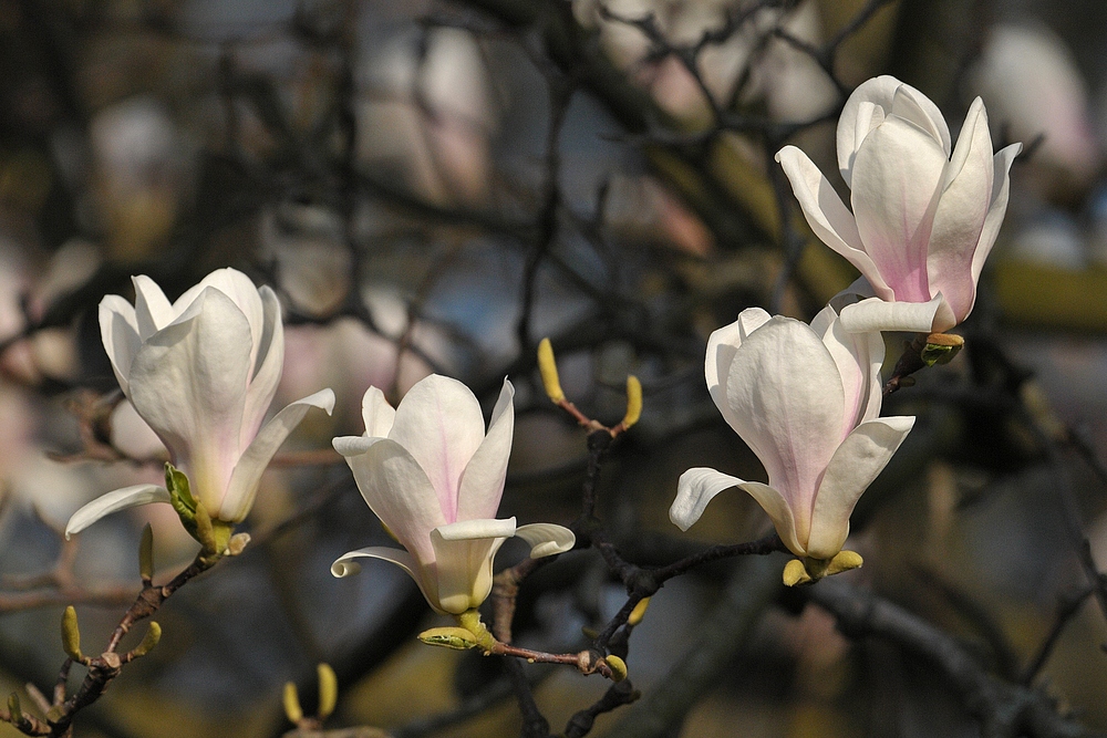 Magnolien – Frühling