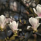 Magnolien – Frühling