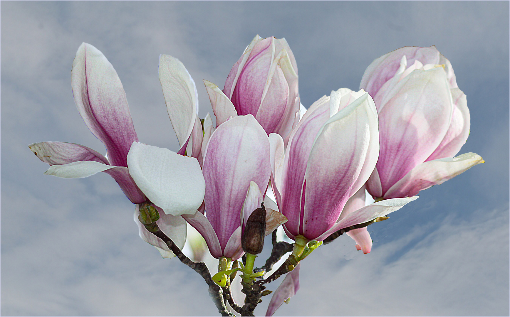 Magnolien   Frühling  2019