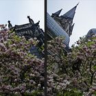 Magnolien-Frühling am Aachener Dom