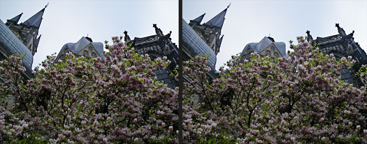 Magnolien-Frühling am Aachener Dom