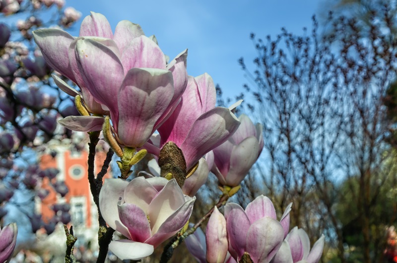 Magnolien Frühlingsboten