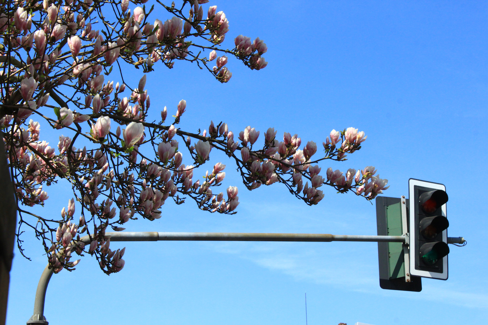 -Magnolien Fußgängerampel-