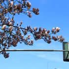 -Magnolien Fußgängerampel-