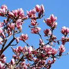 Magnolien gen Himmel