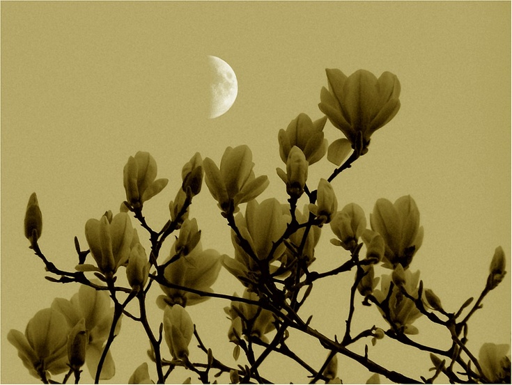 magnolien-halb-mond  :  vis-a-vis