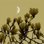 magnolien-halb-mond  :  vis-a-vis