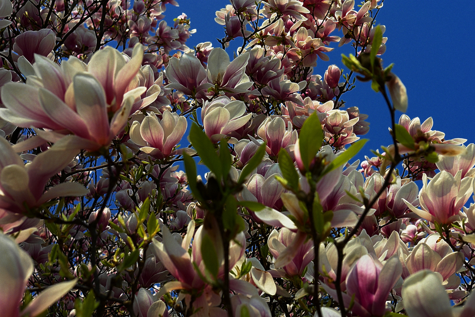 Magnolien HDR