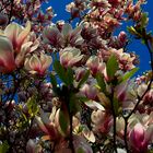 Magnolien HDR