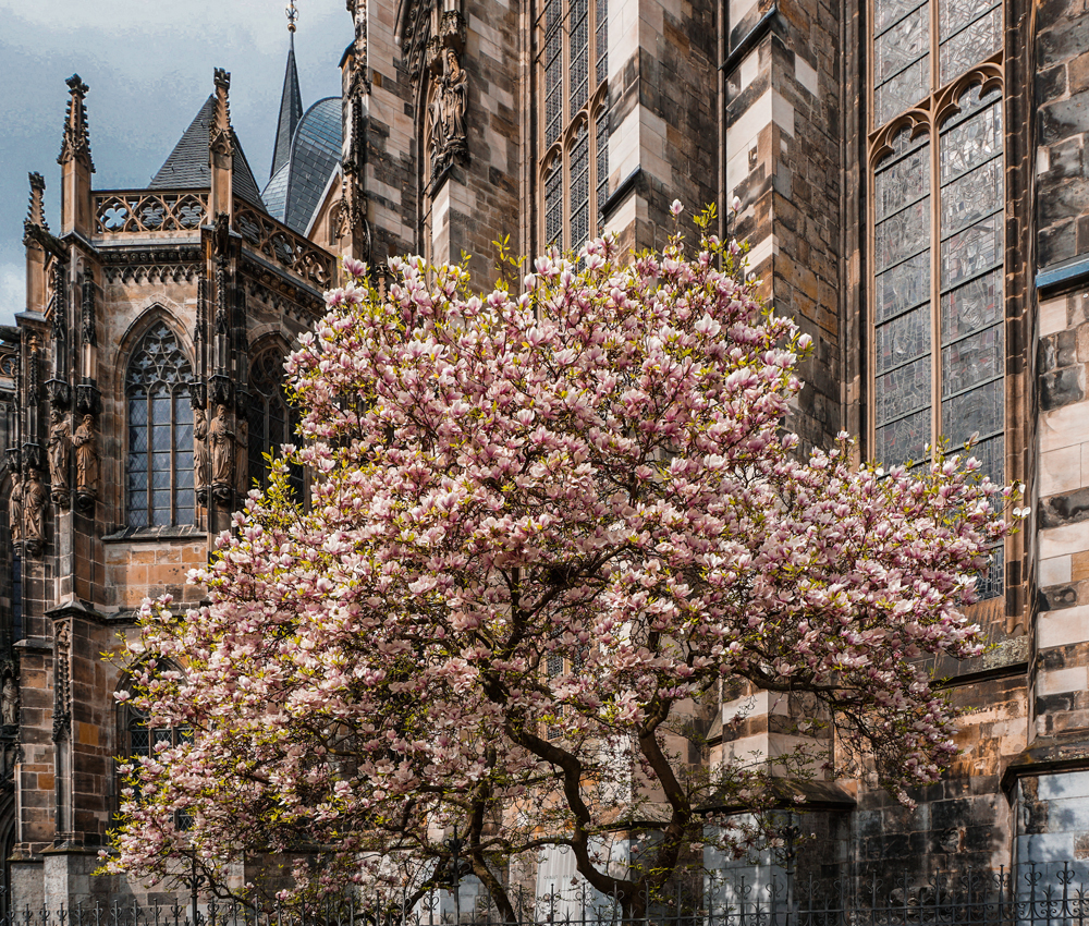 Magnolien-hinterm-Dom-zu-Aachen