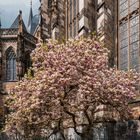 Magnolien-hinterm-Dom-zu-Aachen