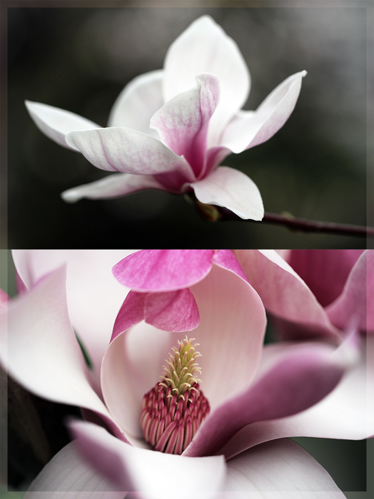 Magnolien I