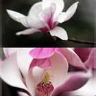 Magnolien I