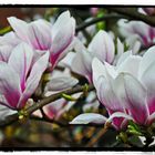 Magnolien II