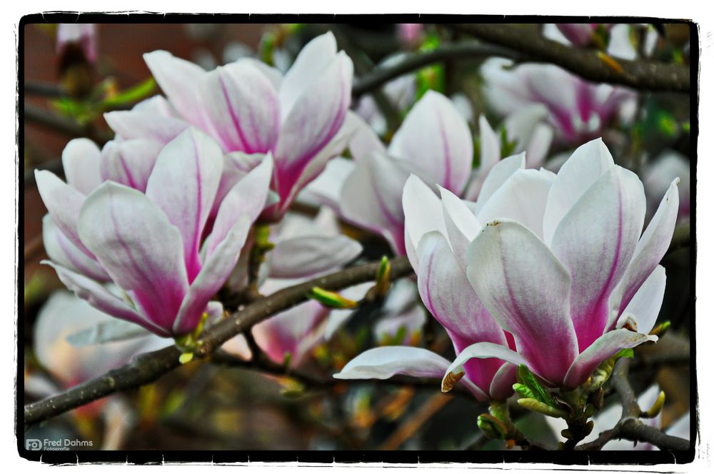 Magnolien II