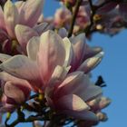 Magnolien II