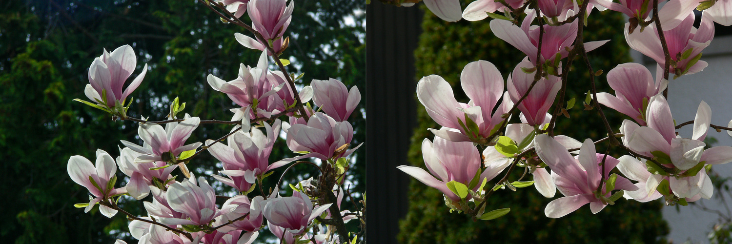 Magnolien II