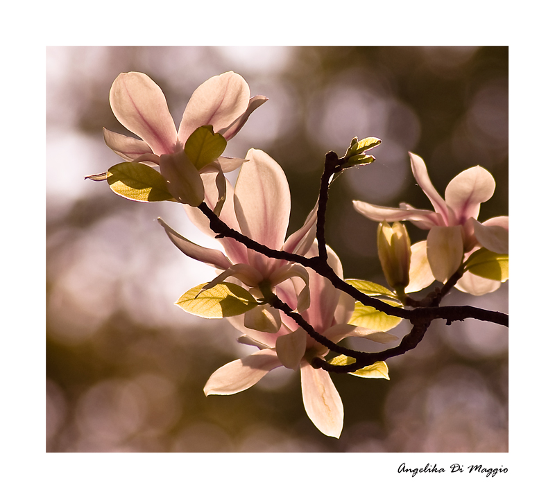 Magnolien im Abendlicht