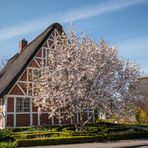 Magnolien im Alten Land