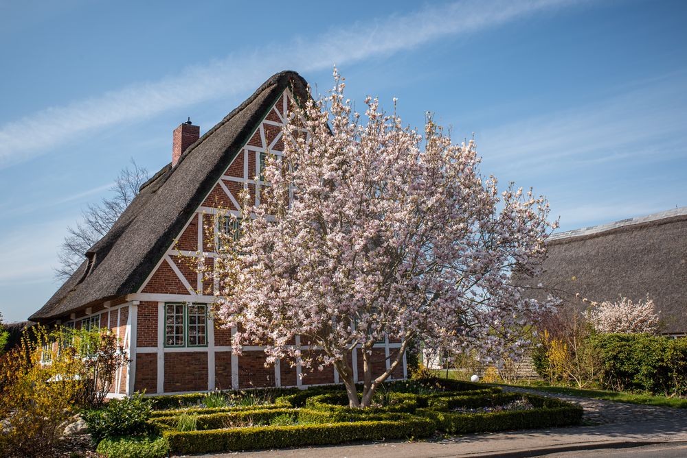 Magnolien im Alten Land