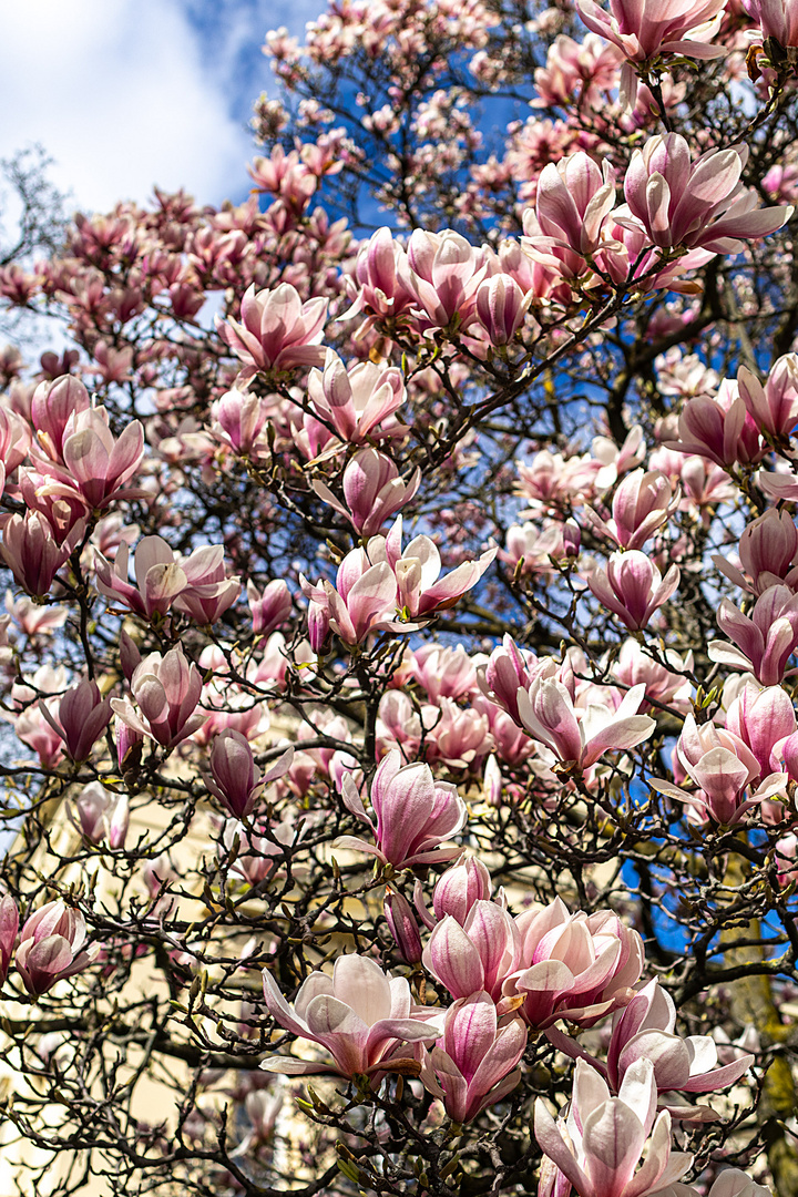 Magnolien im frühen Frühling