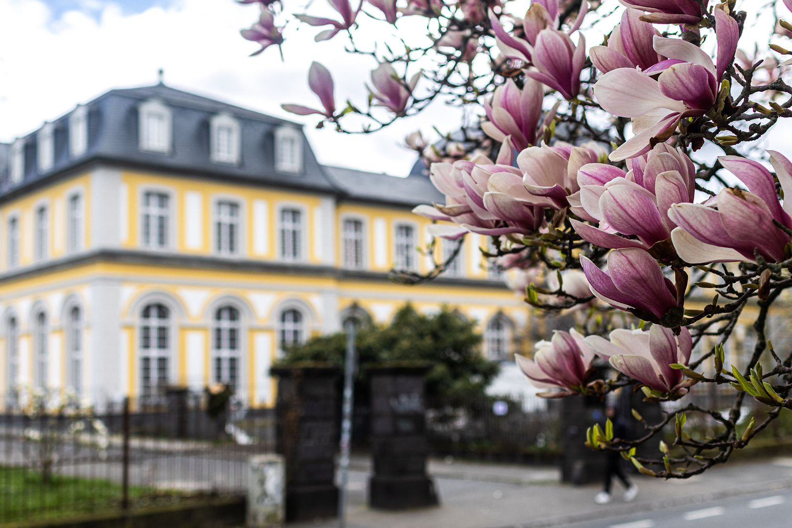 Magnolien im frühen Frühling