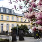 Magnolien im frühen Frühling