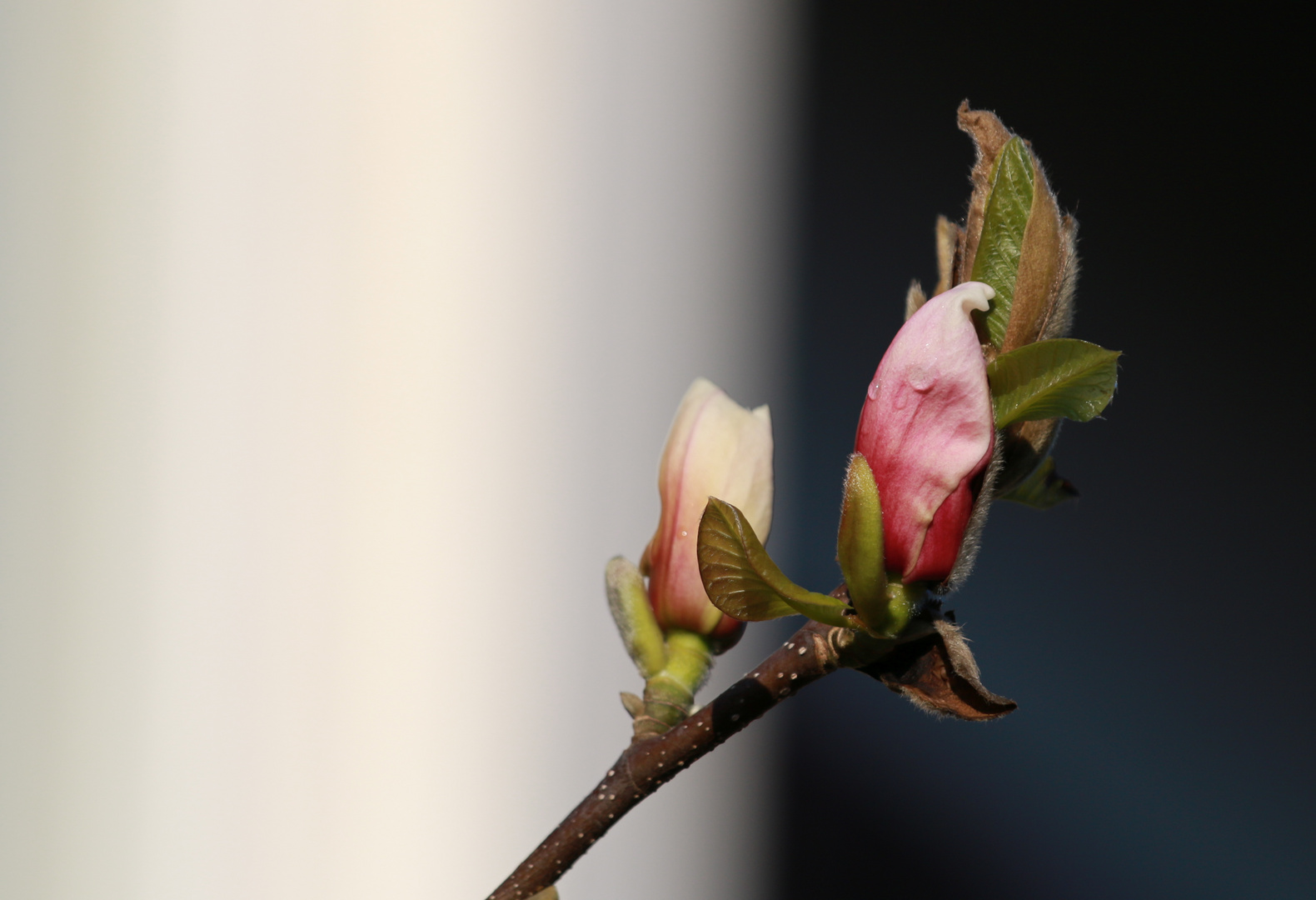 Magnolien im Frühling