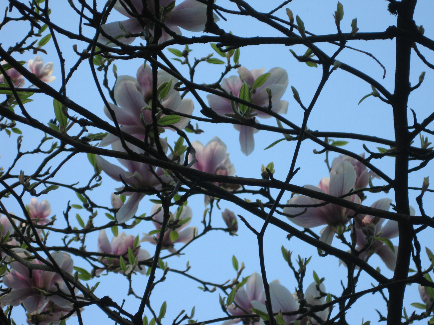Magnolien im Frühling