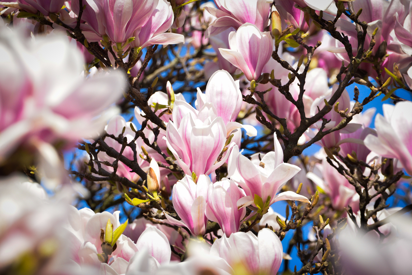 Magnolien im Frühling