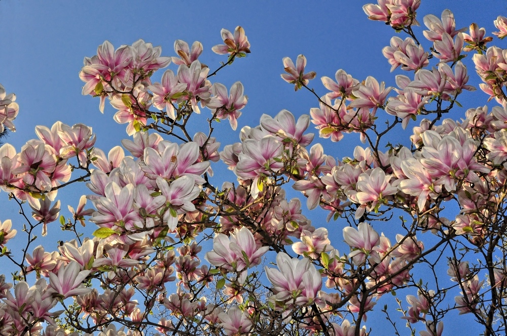 Magnolien im Frühling....