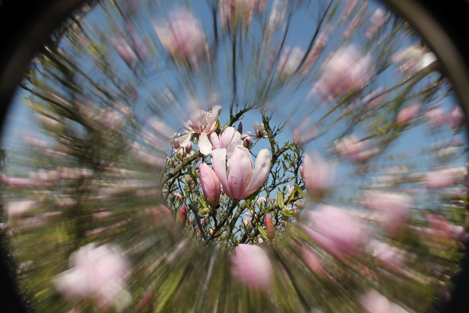 Magnolien im Frühling