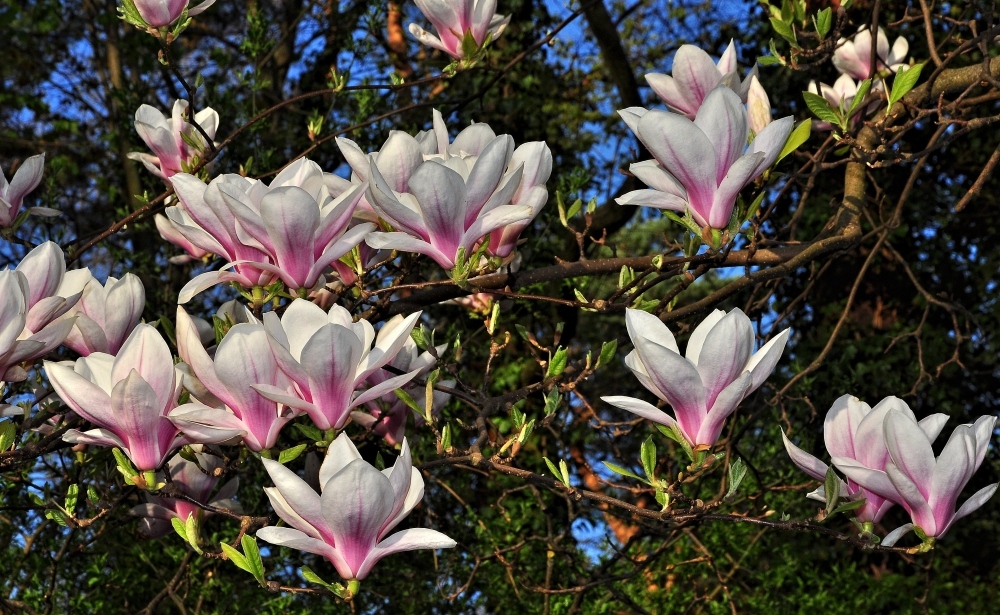 Magnolien im Frühling....