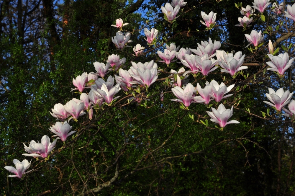 Magnolien im Frühling.....